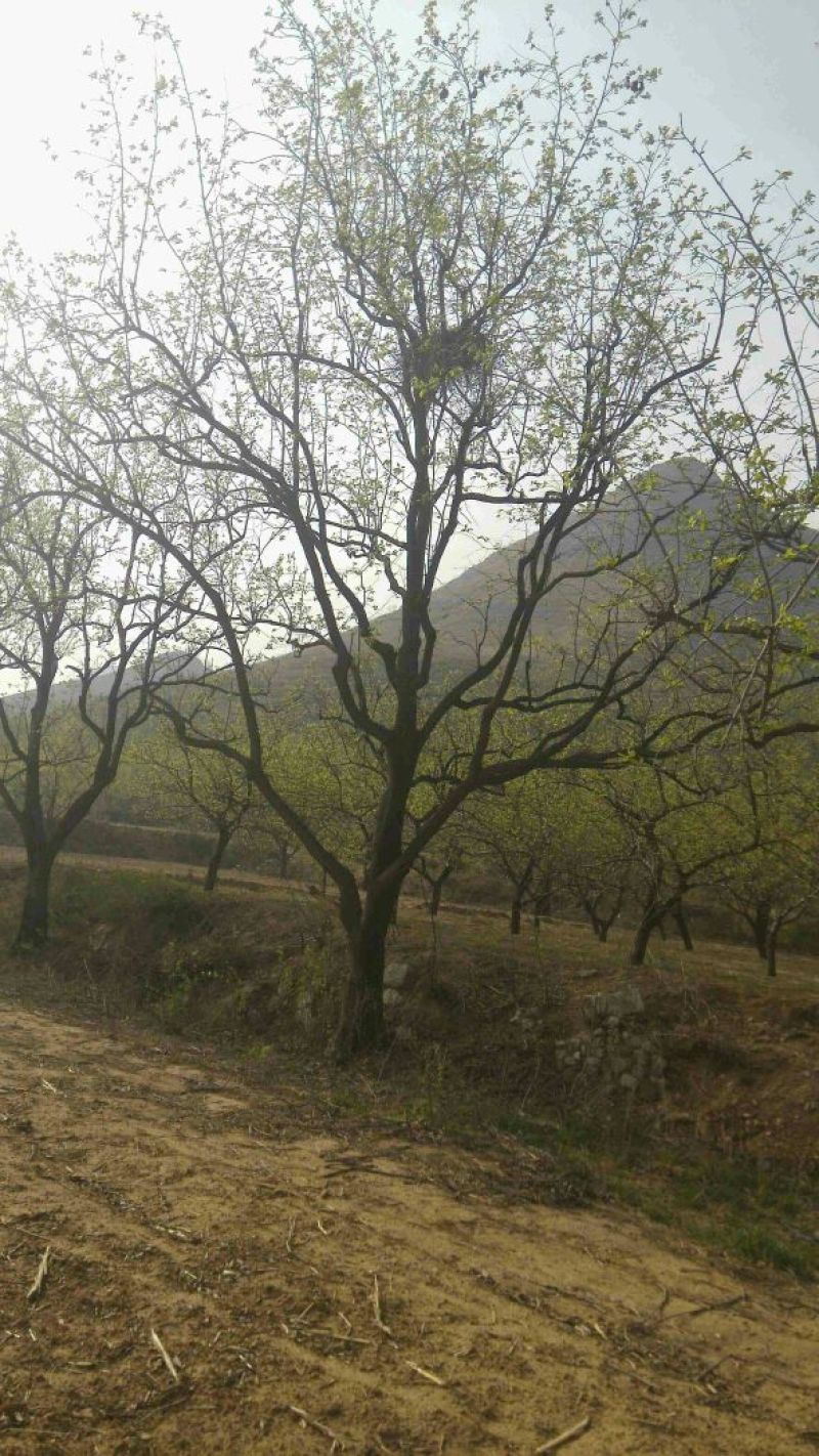 柿树