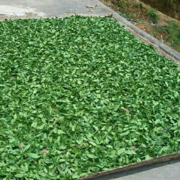 古树普洱茶二级