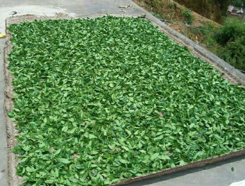 古树普洱茶二级