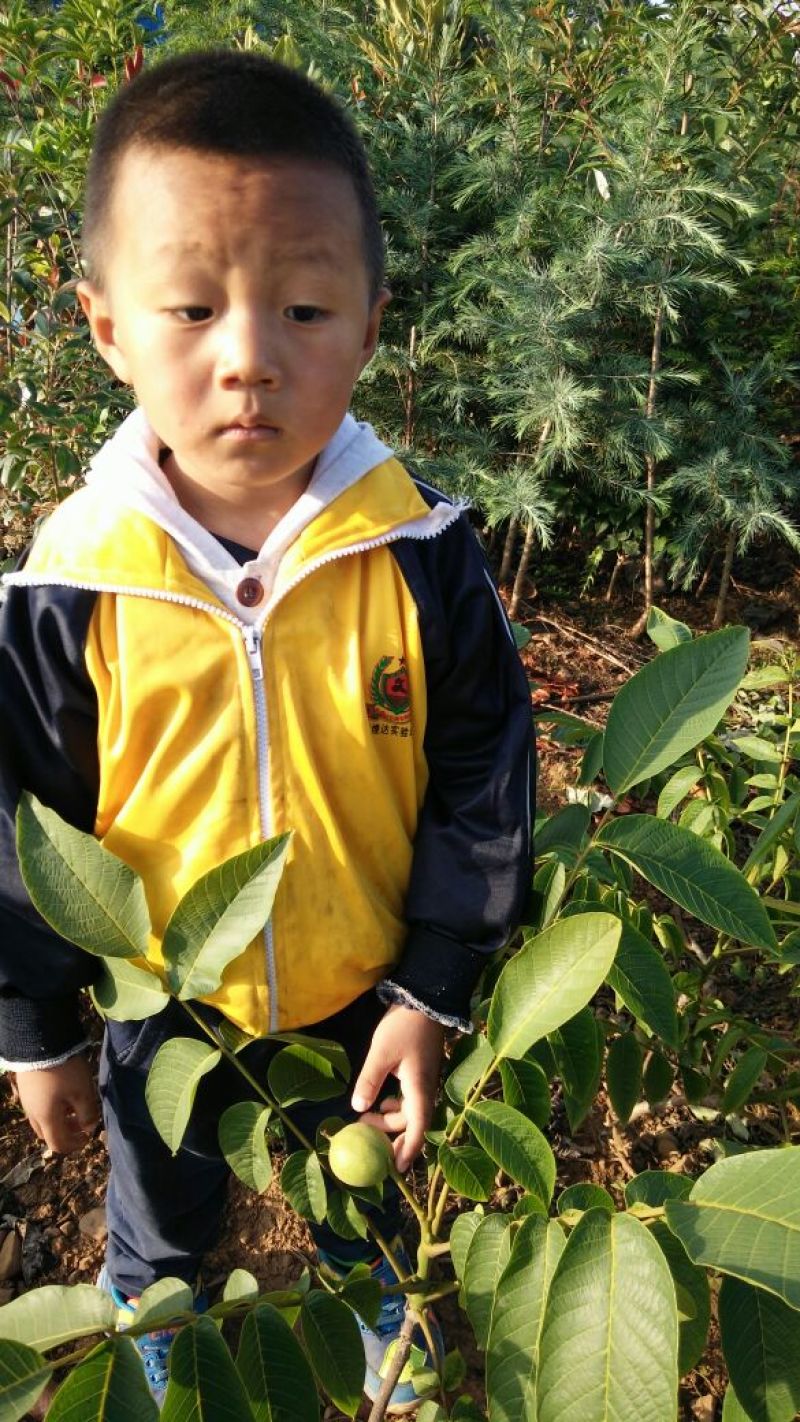 核桃苗免费提供种植技术