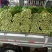 芹菜50cm以上