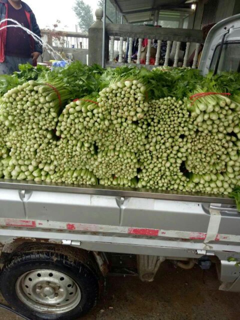 芹菜50cm以上