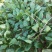 小叶菠菜10~15厘米