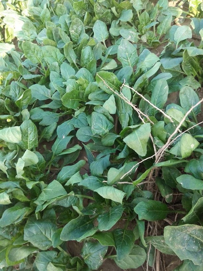 小叶菠菜10~15厘米