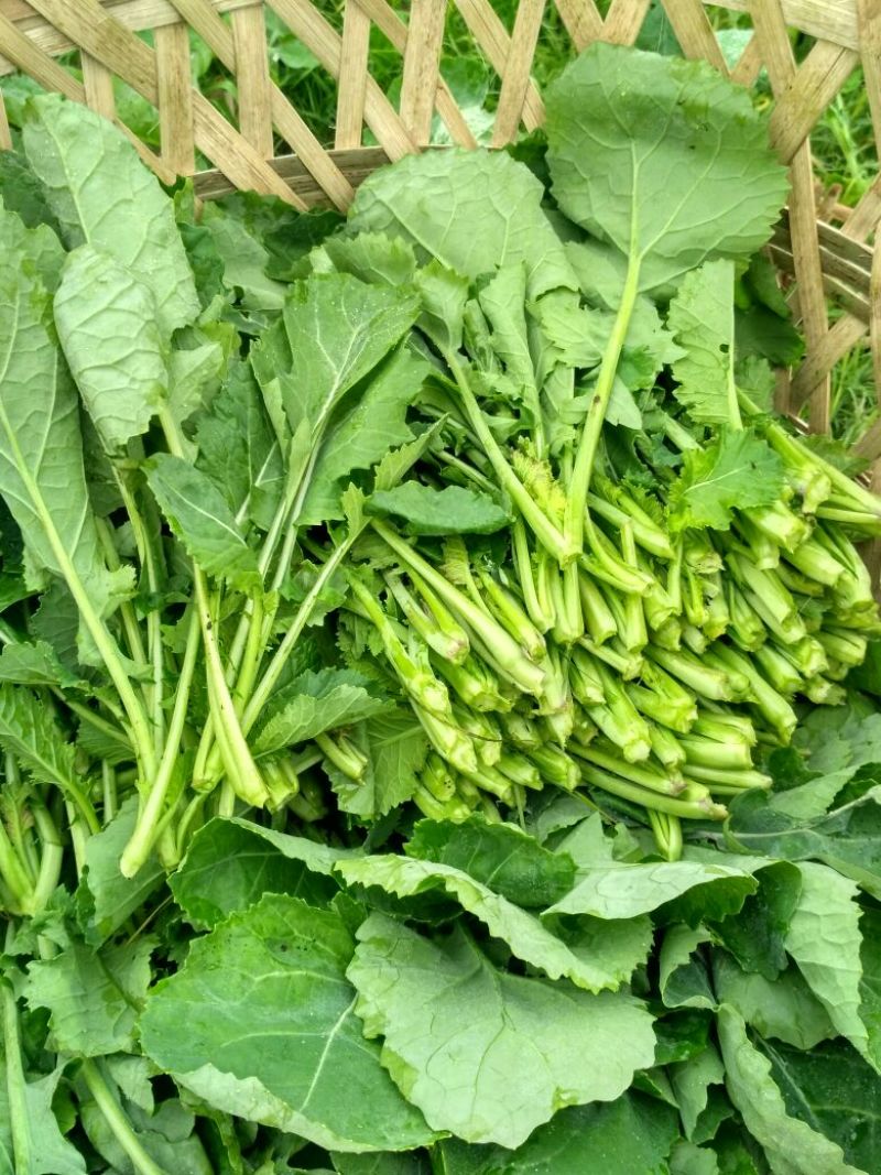 油菜苔15~20厘米