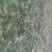 大叶菠菜15~20厘米