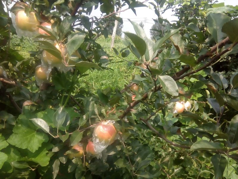 红富士苹果膜袋