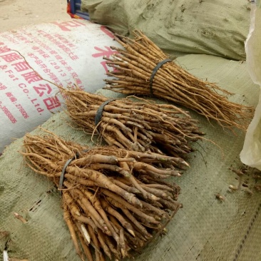 油牡丹苗10cm以下