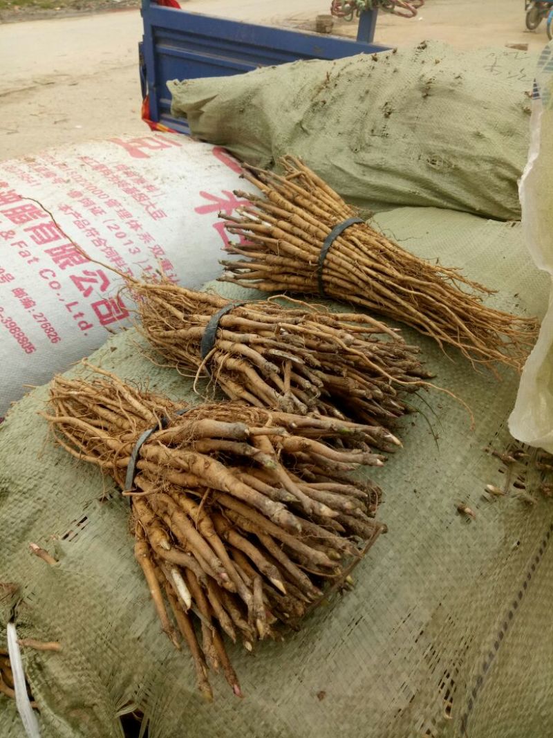 油牡丹苗10cm以下