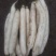 白皮白萝卜1.5~2斤起