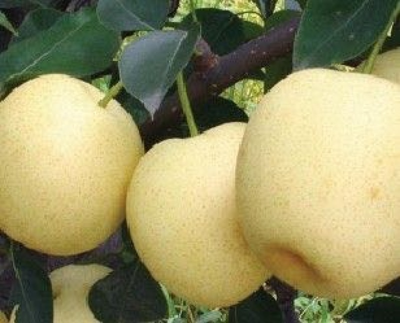黄金梨