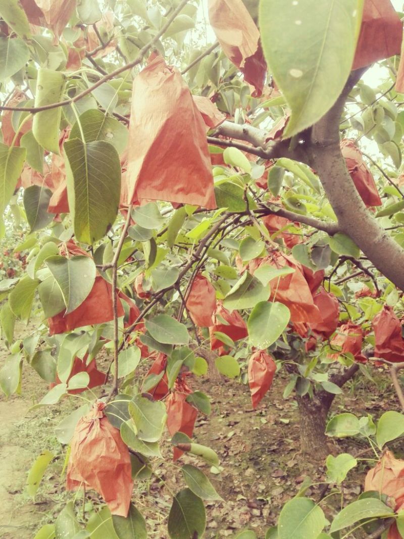 酥梨200~250g纸袋