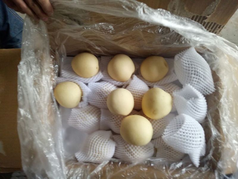 皇冠梨纸袋250~300g