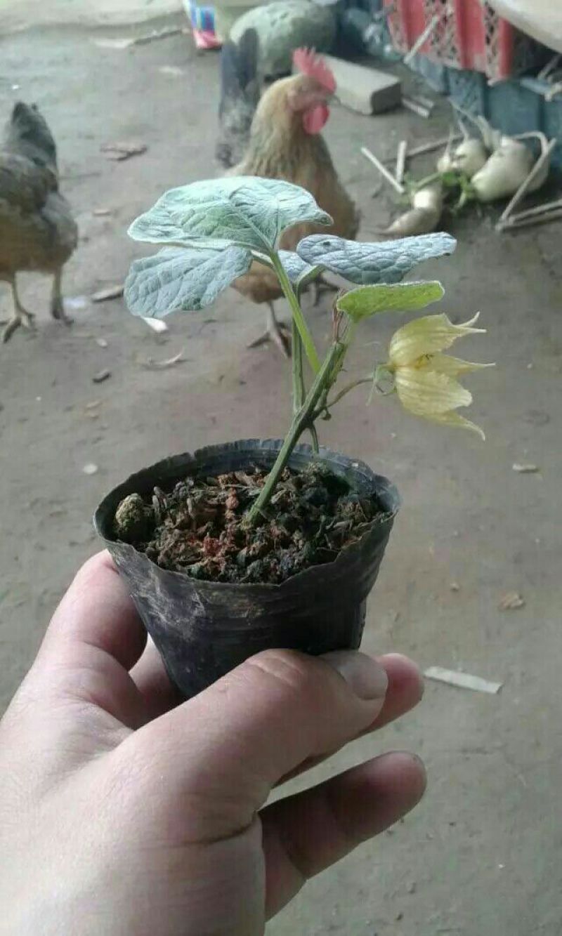 罗汉果苗