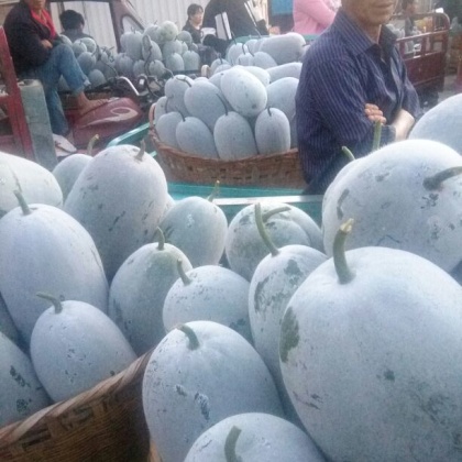 云南红河州石屏县迷你小冬瓜 2斤以上批发_徐