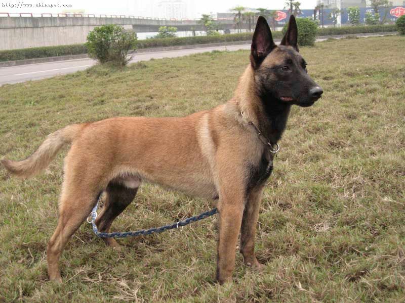 马犬公