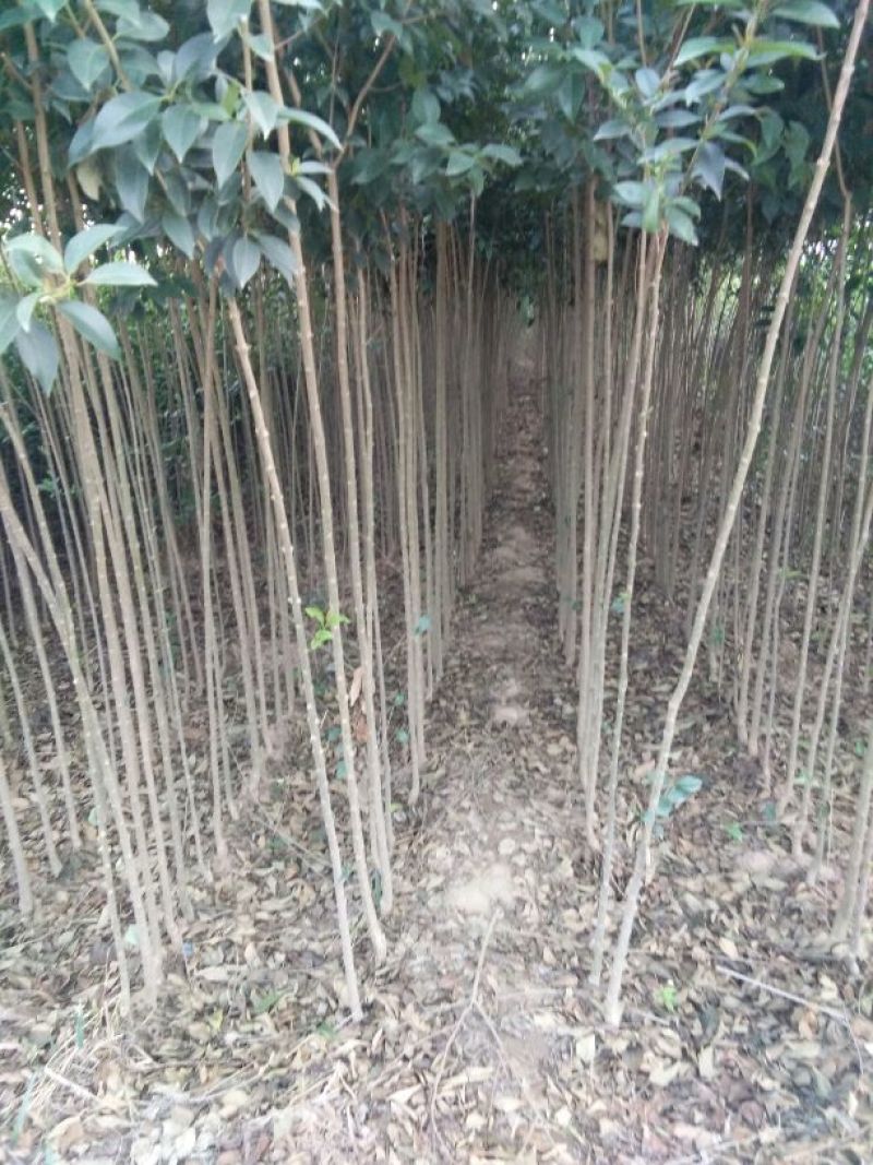 女贞4cm以下