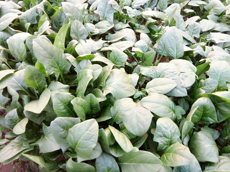 大叶菠菜15~20厘米