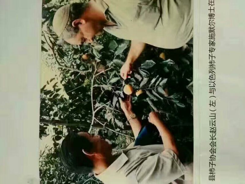 柿饼1~2两