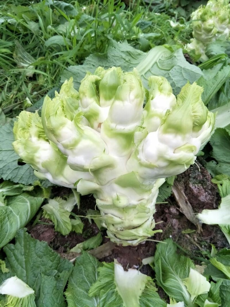 安岳精品儿菜基地直销，质量保证，无其他费用，装车快速。