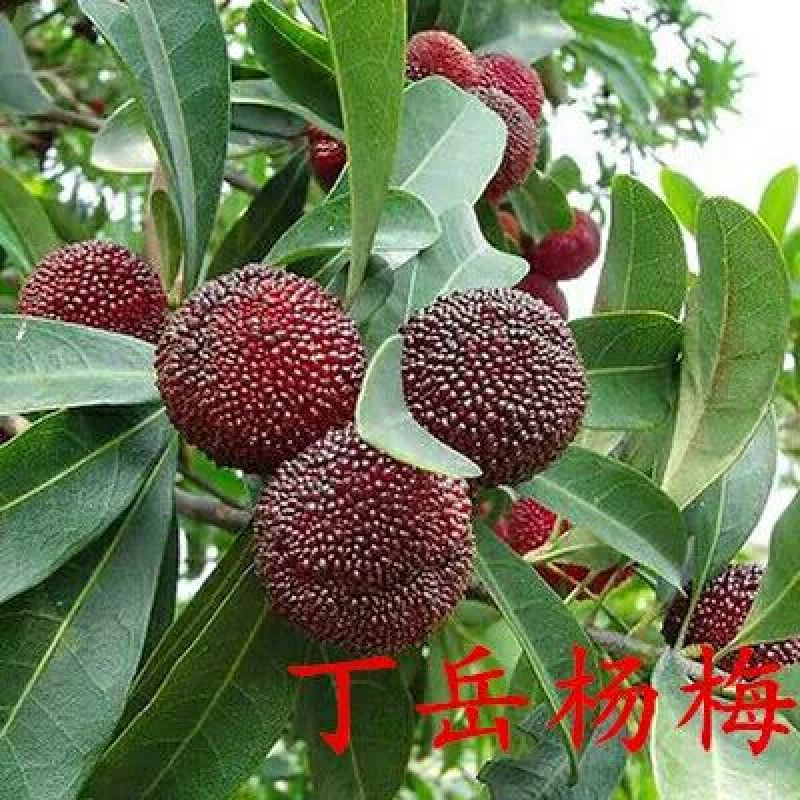 正宗东魁杨梅嫁接苗南北方都可以种植成活率好