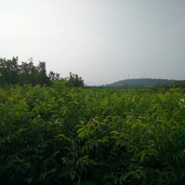 核桃苗二年苗50~100cm