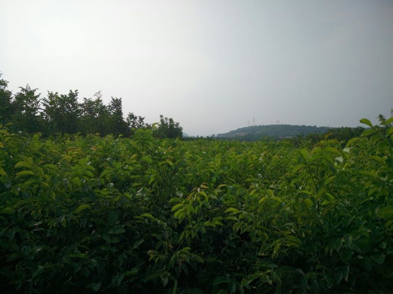 核桃苗二年苗50~100cm