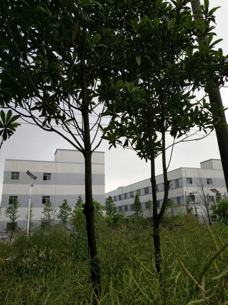 枇杷树