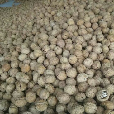 纸皮核桃25mm以下去皮干