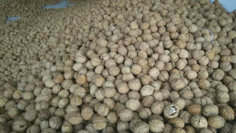 纸皮核桃25mm以下去皮干