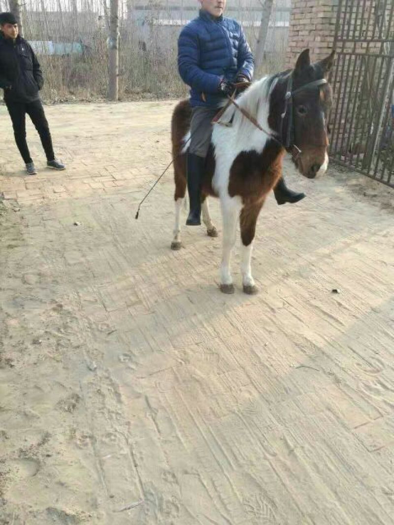 肉马