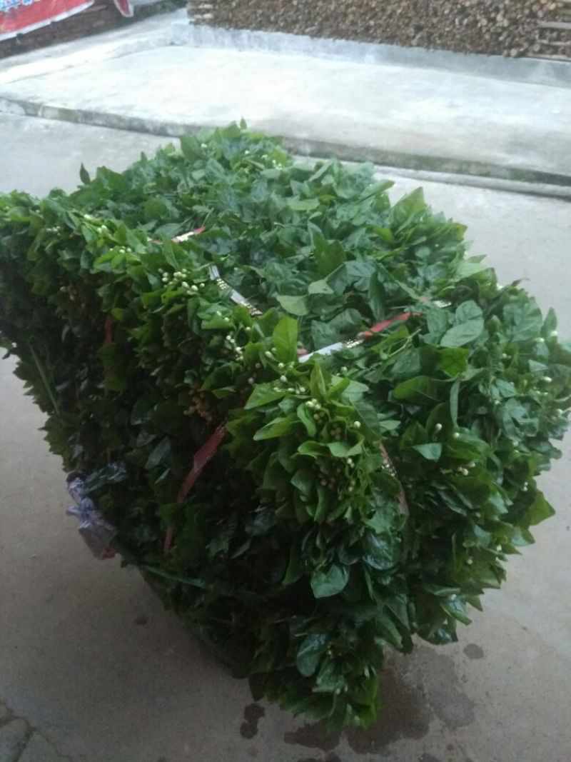鲜切茉莉花