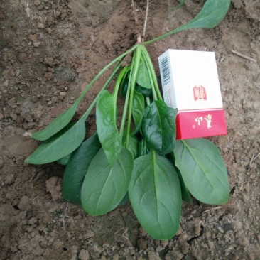 小叶菠菜15~20厘米