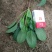 小叶菠菜15~20厘米