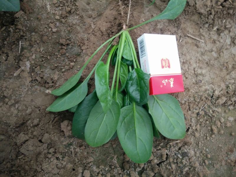 小叶菠菜15~20厘米