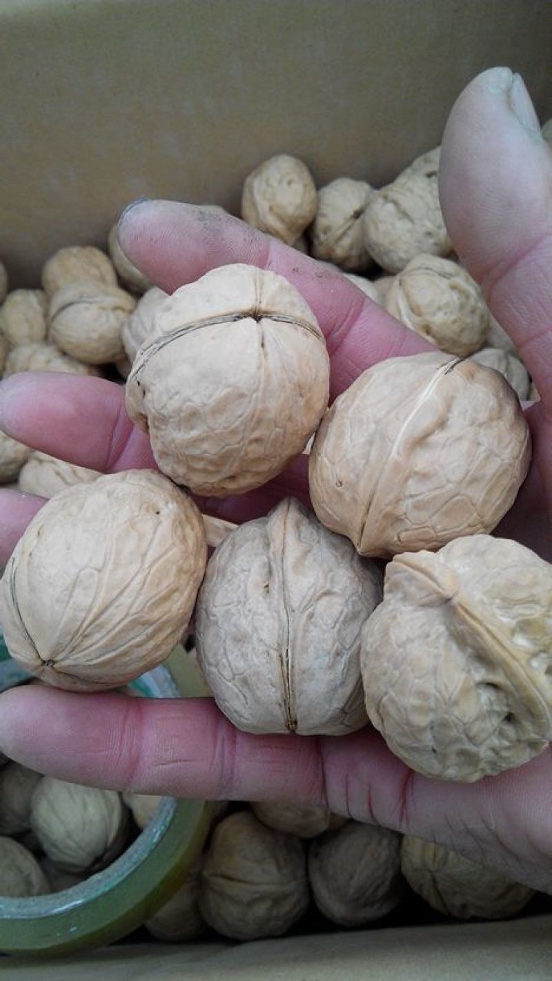 薄皮核桃30mm以上去皮