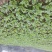 芥菜头7两以上