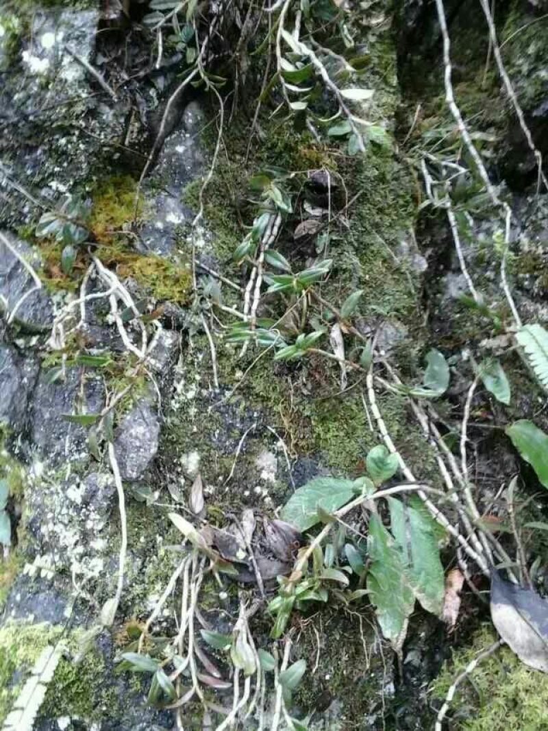 铁皮石斛盆花