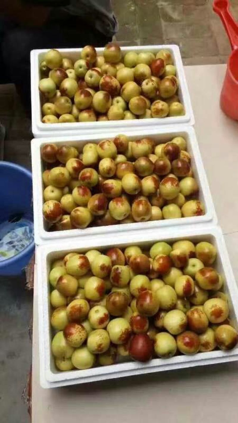 【鲜枣供应】冬枣陕西大荔冬枣货源充足来电咨询欢迎视频看货