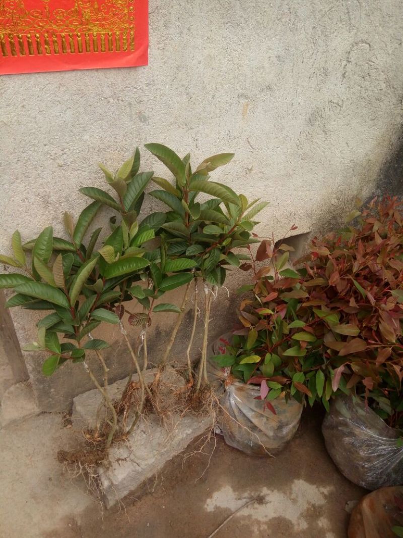 西瓜番石榴苗30~50cm