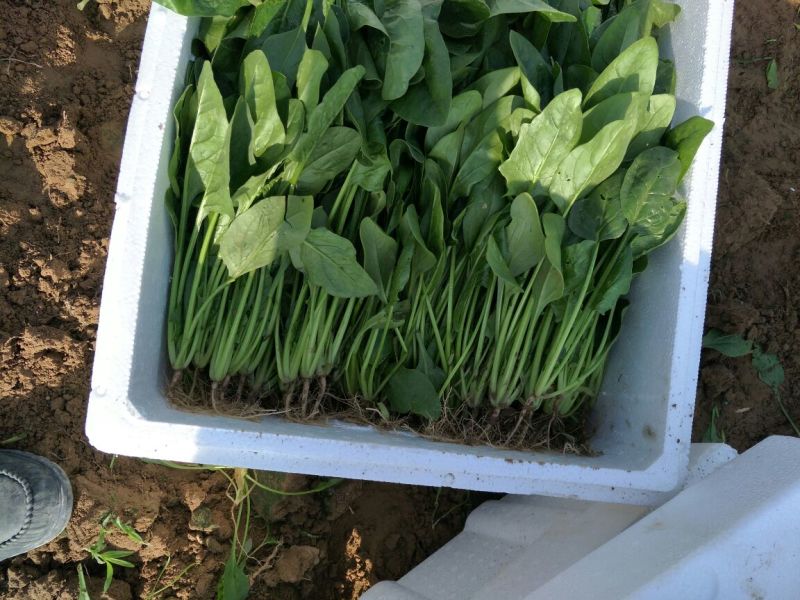 菠菜25~30厘米