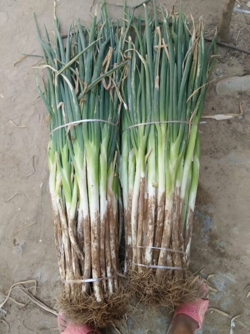 长白大葱35~40cm毛葱2cm左右