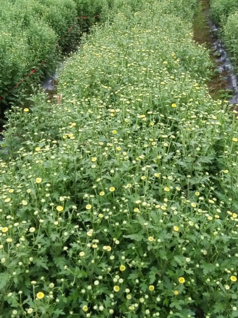 菊花茶
