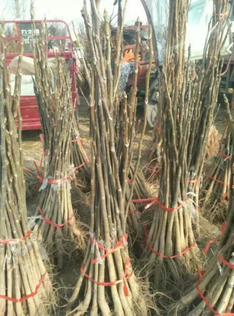 8518核桃苗香玲核桃苗，文玩核桃苗提供技术