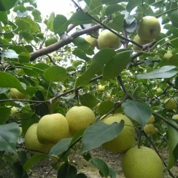 酥梨200~250g光果