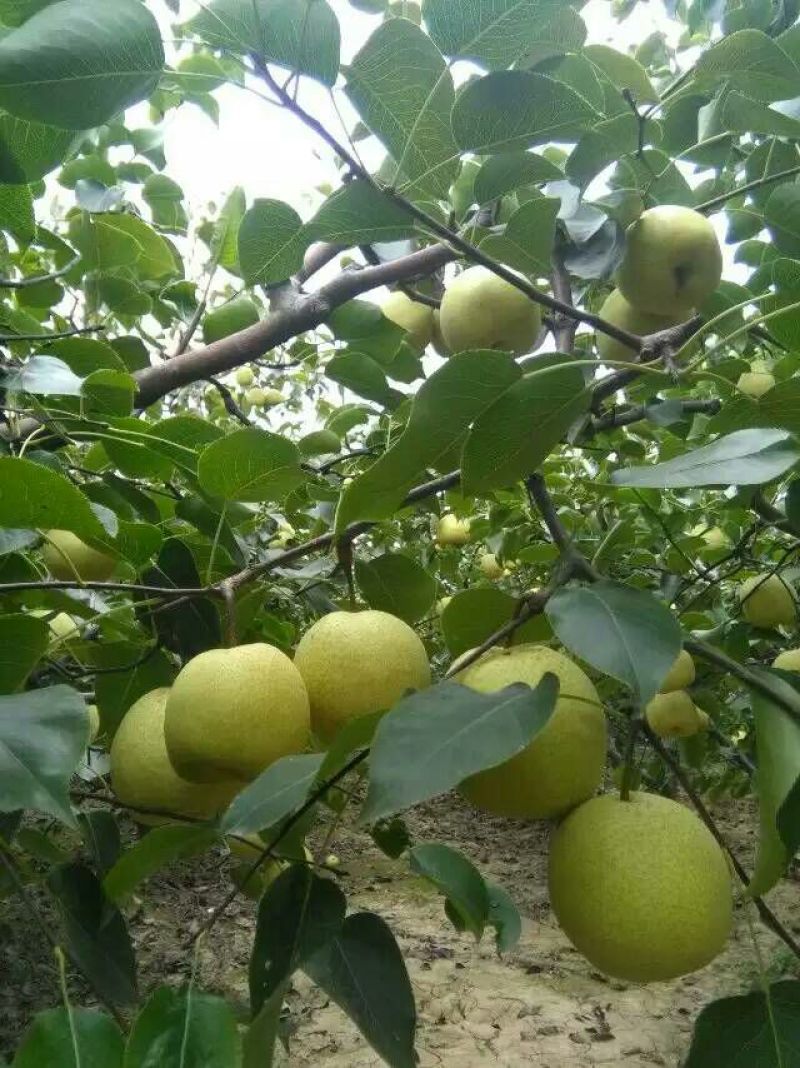 酥梨200~250g光果