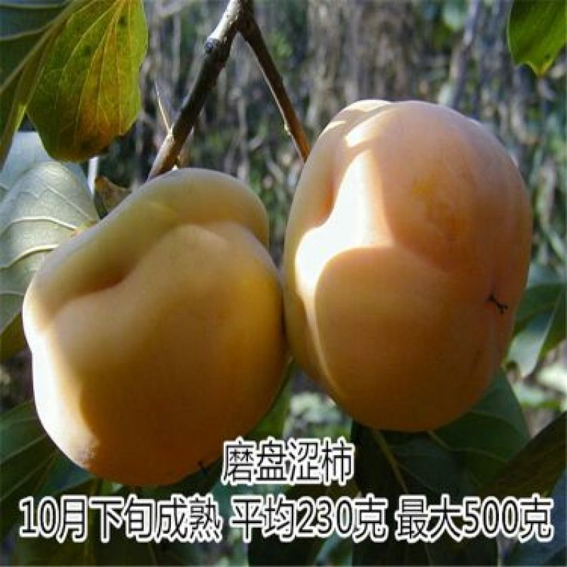 柿子树苗100~150cm