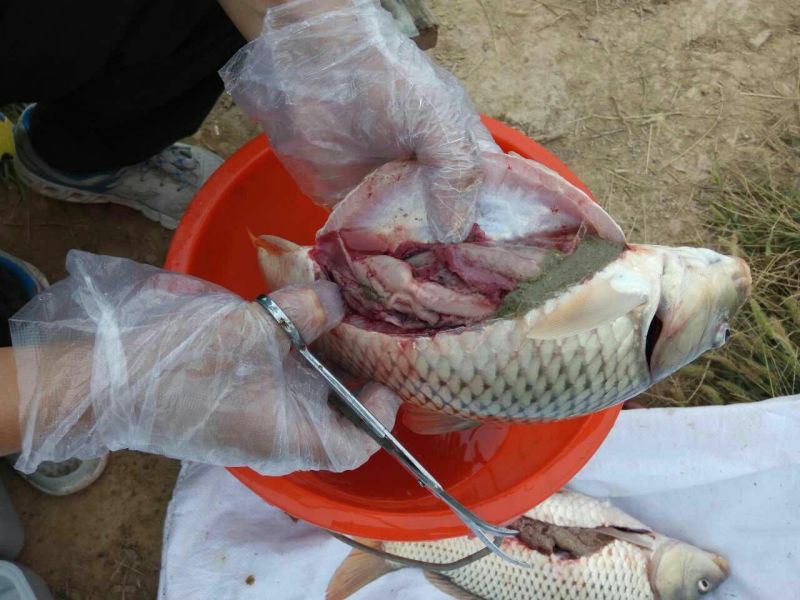 池鲤鱼食用2~3公斤