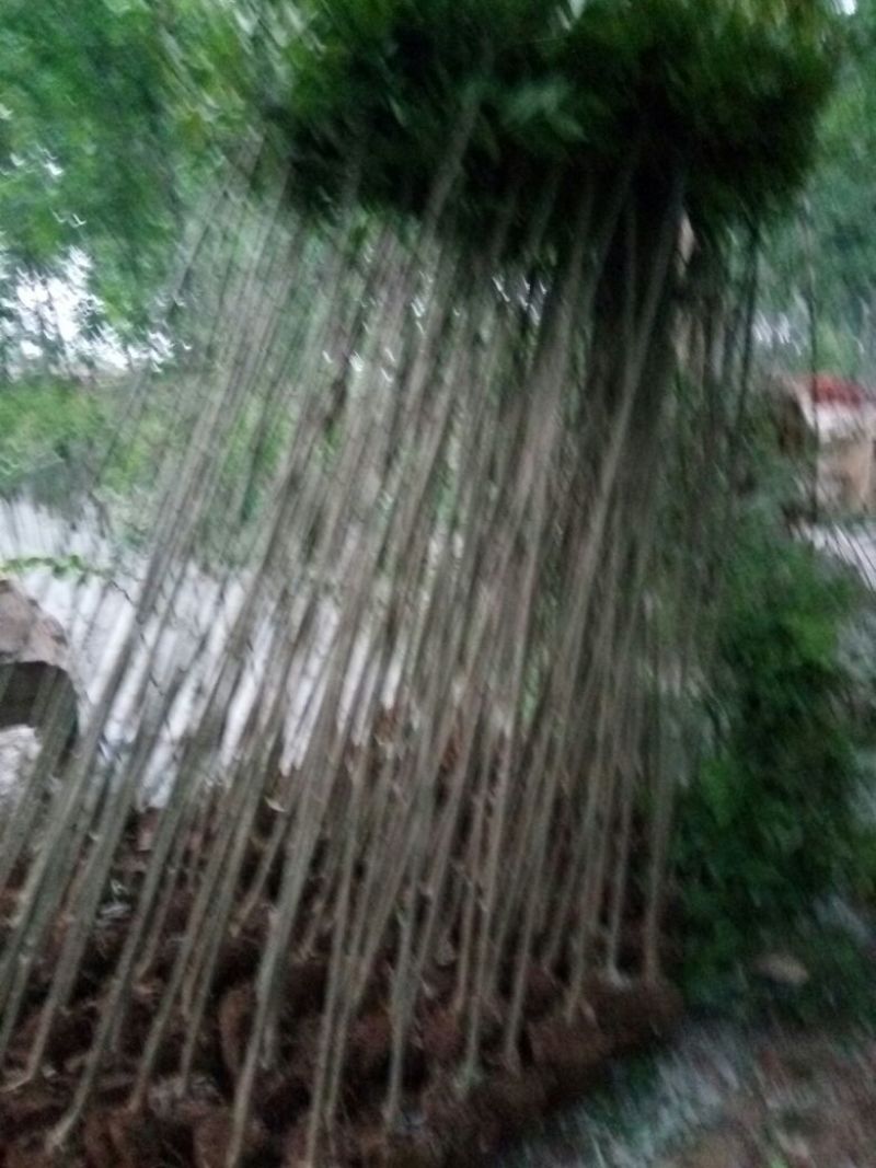 江苏大叶女价格直销无中介适合苗圃种植