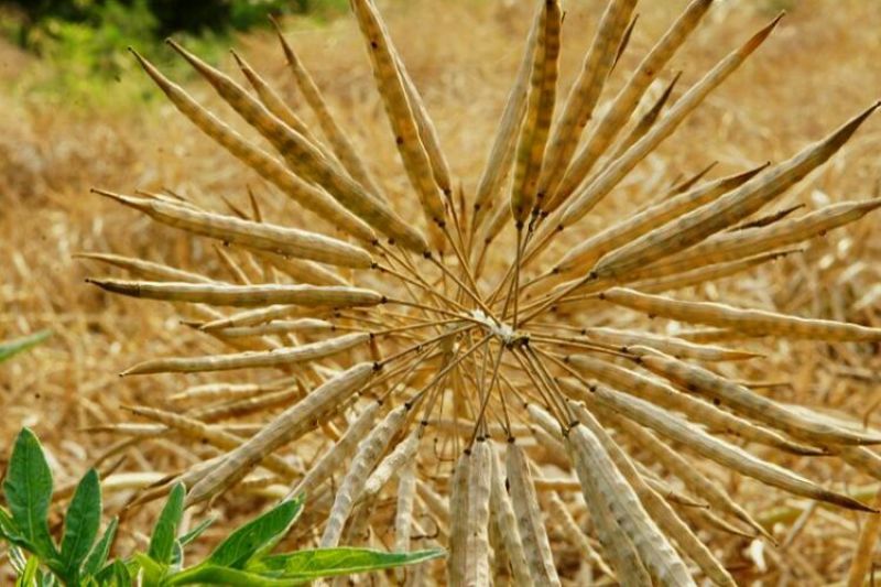 压榨菜籽油一级